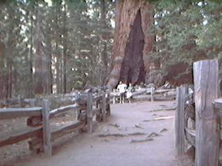 Una delle piu' grandi sequoie del parco